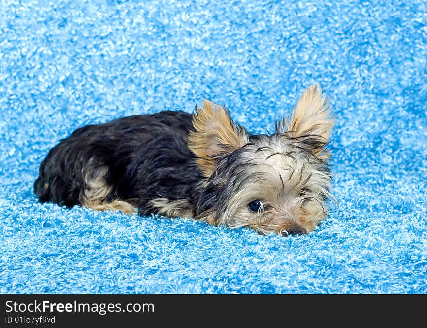 Yorkshire Terrier Puppy