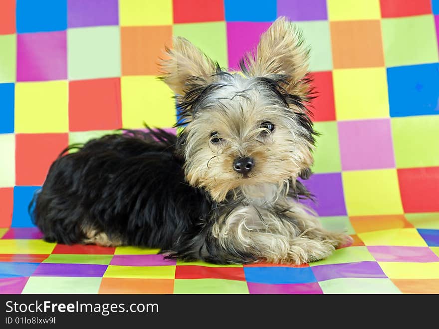 A four month old Yorkshire Terrier Puppy lying on a colorful checkered background with copy space. A four month old Yorkshire Terrier Puppy lying on a colorful checkered background with copy space