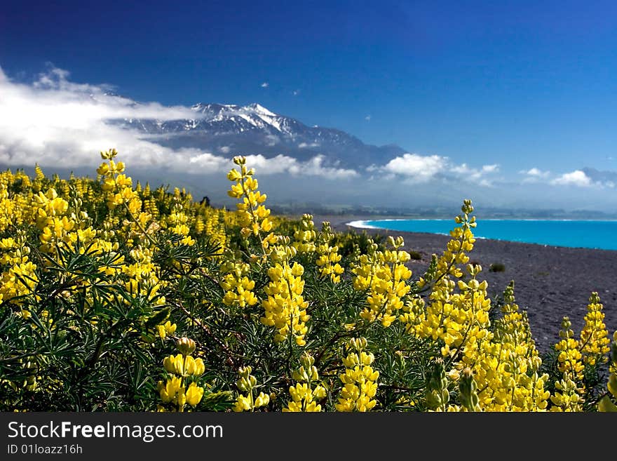 Lavenders On Beach