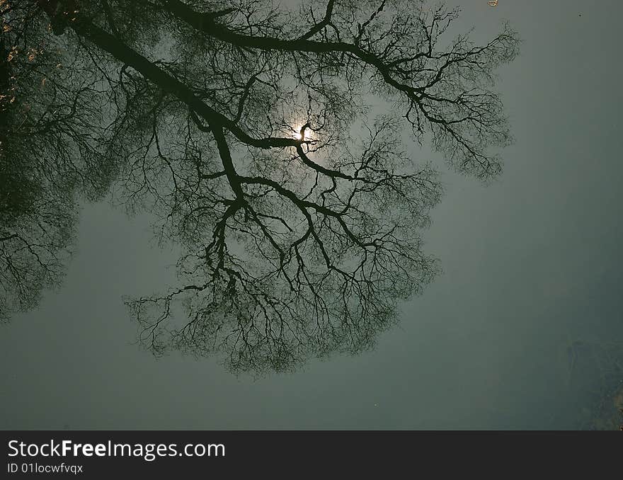 Tree in the river