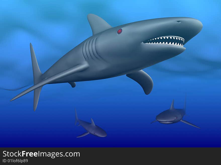 Shark illustration