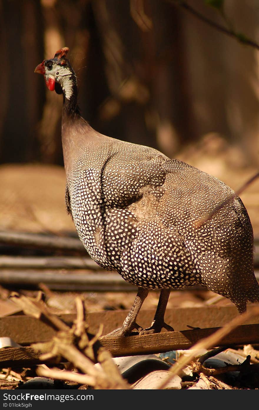 Hungarian Chicken