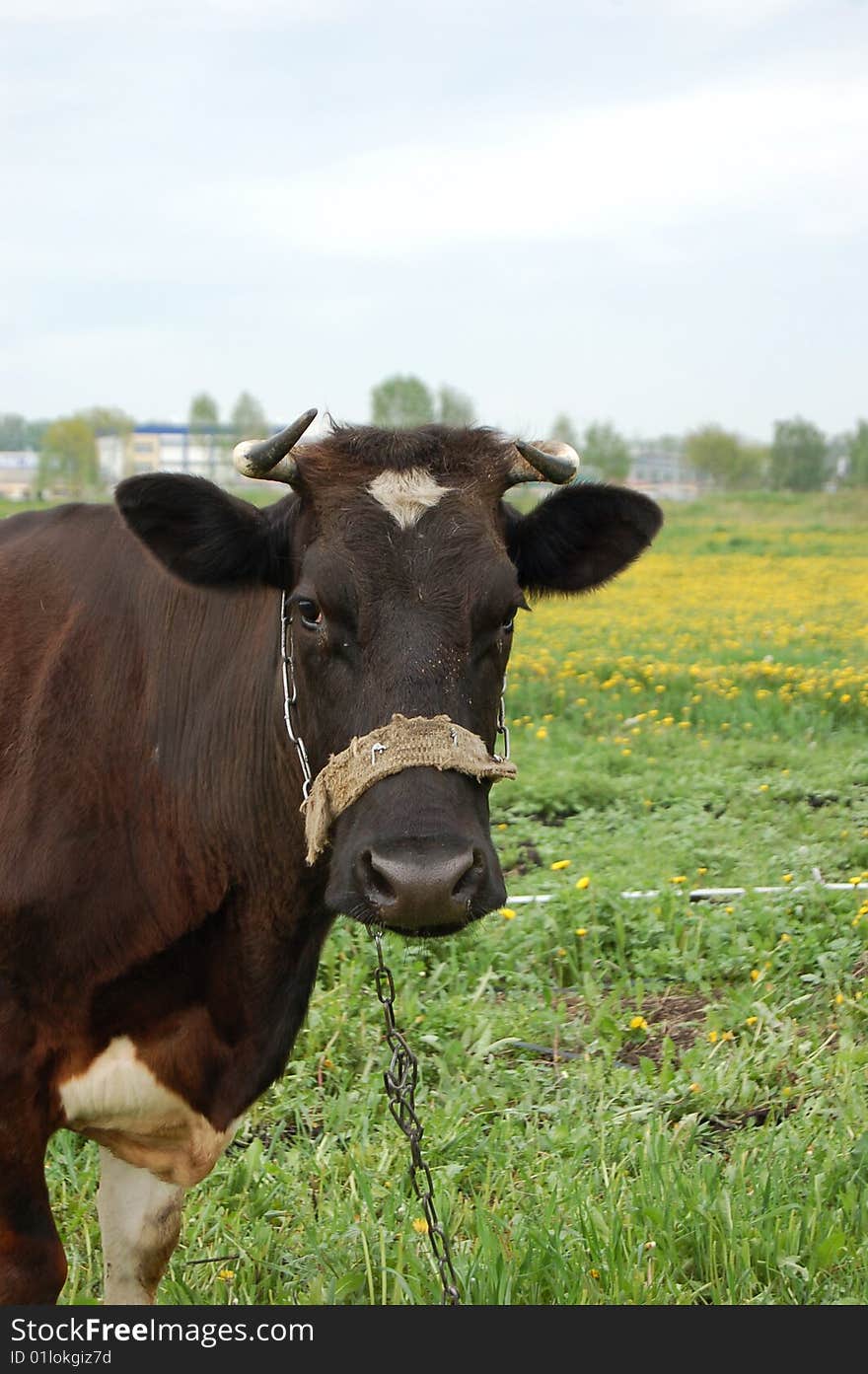 Portrait of cow tethering of chain