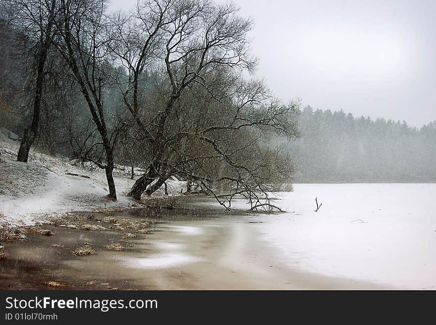 Trees in coast