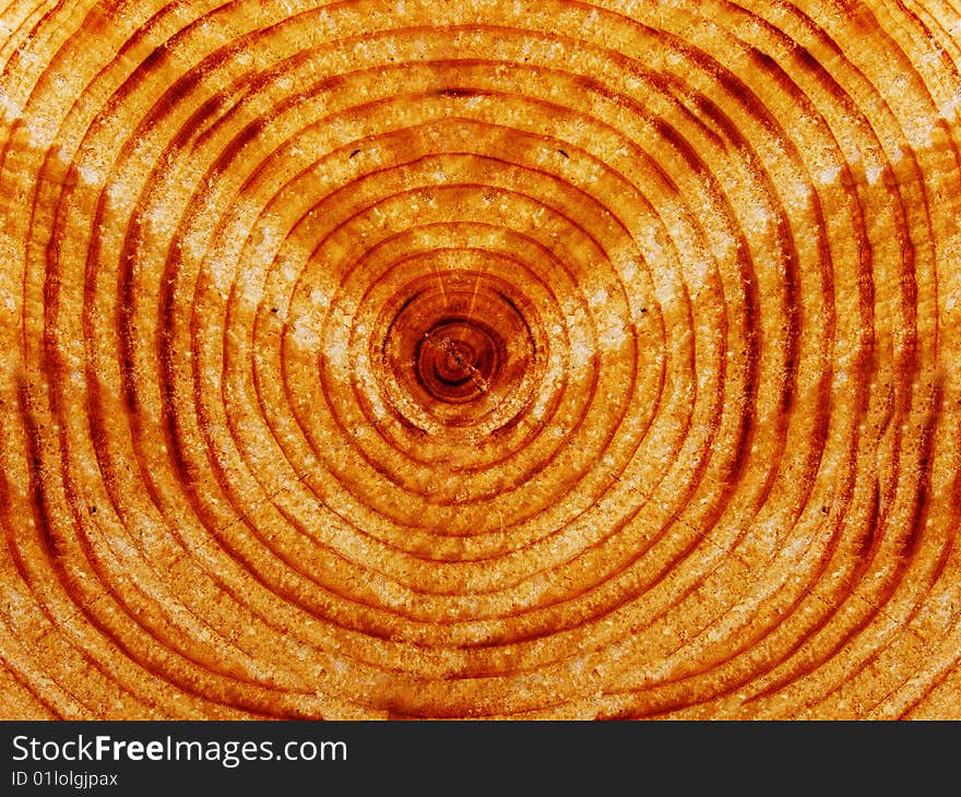 Cut of a tree a fur-tree close up. Cut of a tree a fur-tree close up