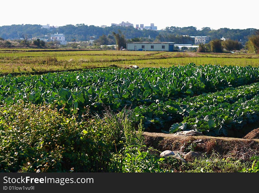 Vagetable Farm