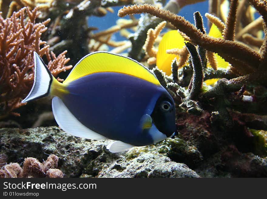 A powder blue tang swimming in coral. A powder blue tang swimming in coral