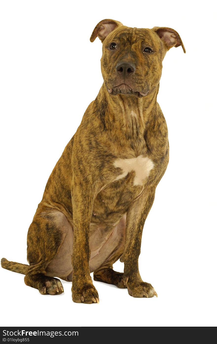 Staffordshire terrier dog sitting on a clean white background