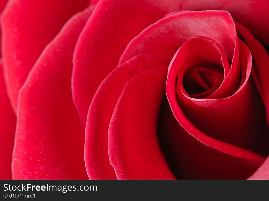 Beautiful close-up rose with water drops removed close up on a light background