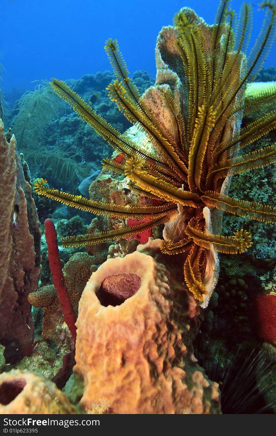 A small patch of coral reef. A small patch of coral reef