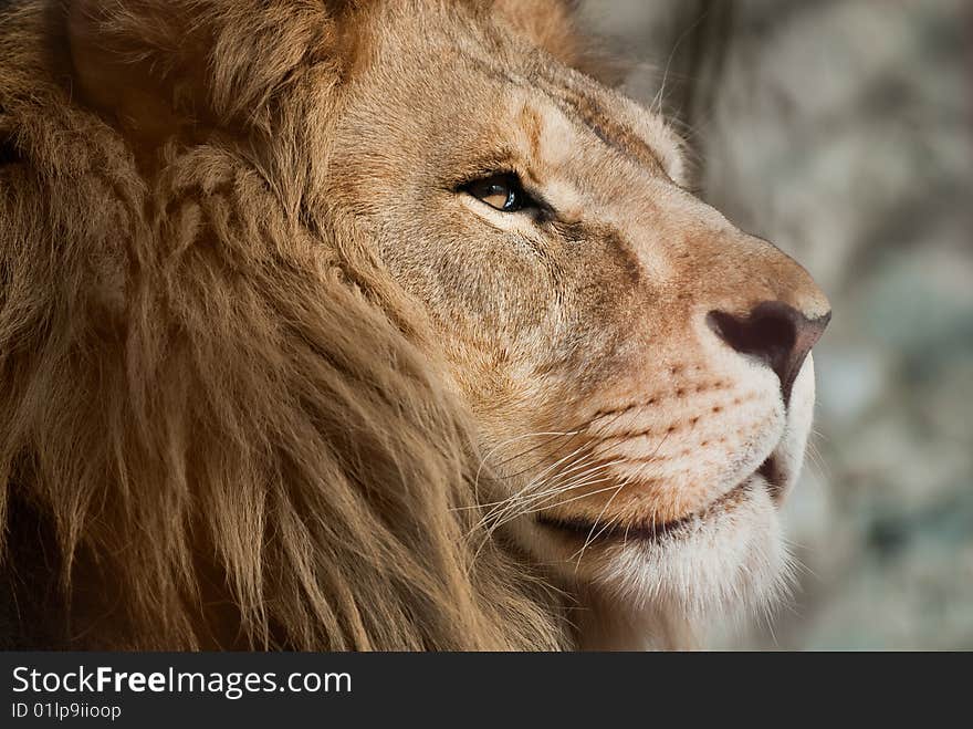 Picture of lion of high-res with an artistic background