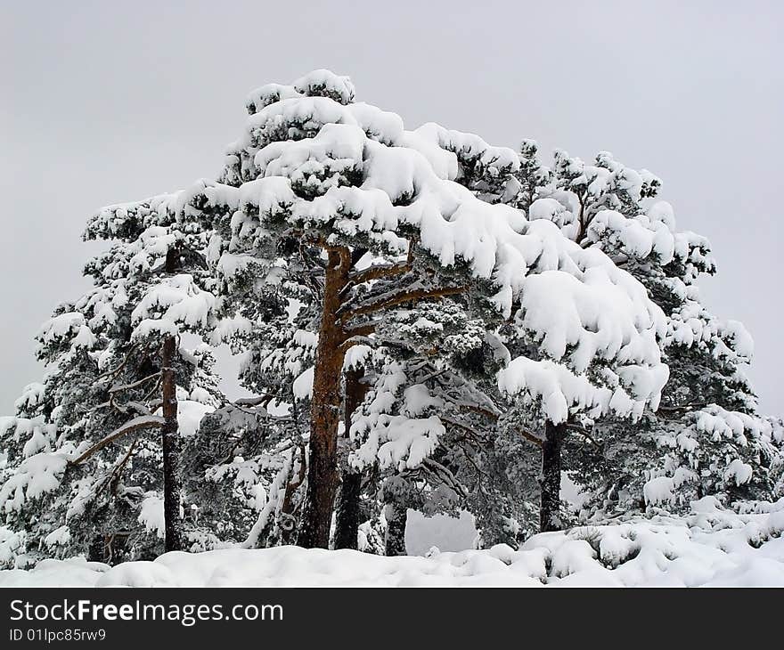 A Group Of Snowy Pines In Navacerrada, Spain