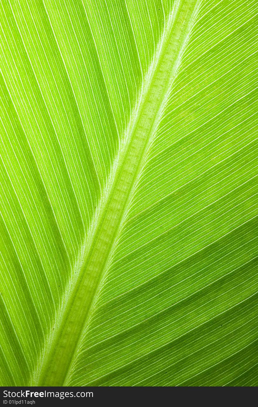 Green leaf of a palm tree as an abstract background