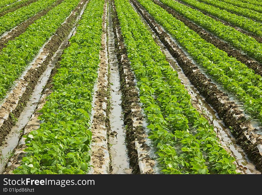 Soybean seedlings come from the earth