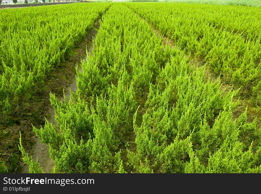 These are the small sapling to a green city. These are the small sapling to a green city