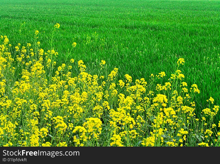 Field divided by yellow and green plants. Field divided by yellow and green plants