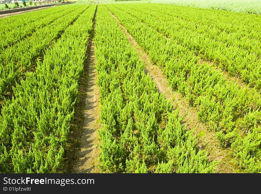 These are the small sapling to a green city. These are the small sapling to a green city