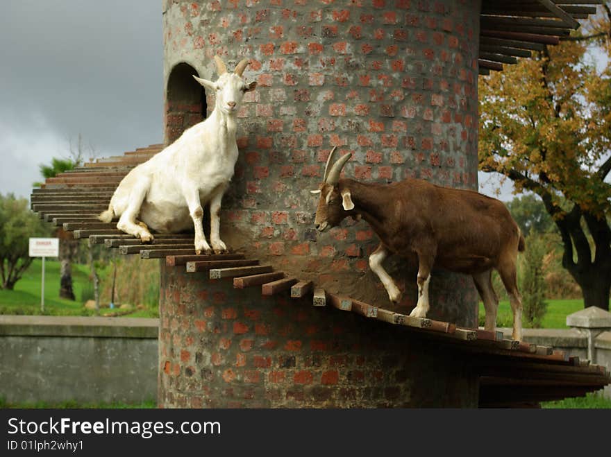 Goats on their Tower ramp. Goats on their Tower ramp