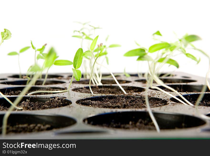 Tomato seedling in small pots