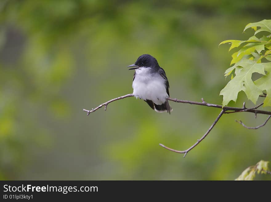 Eastern Kingbird (Tyrannus tyrannus)