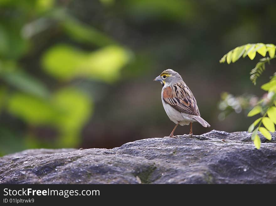 Dickcissel (Spiza americana)