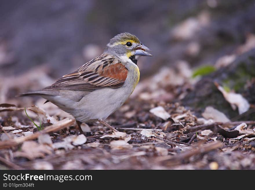 Dickcissel (Spiza Americana)