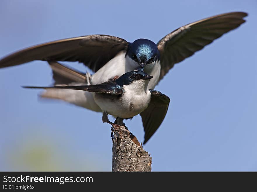 Tree Swallow (Tachycineta bicolor)