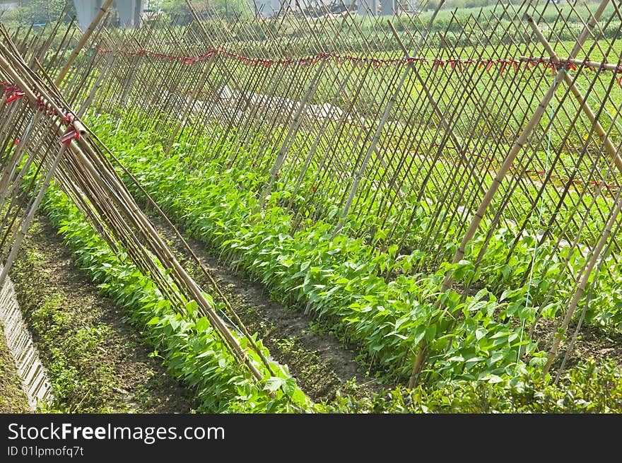 Green garden vegetables, this is the outcome of the labor of farmers