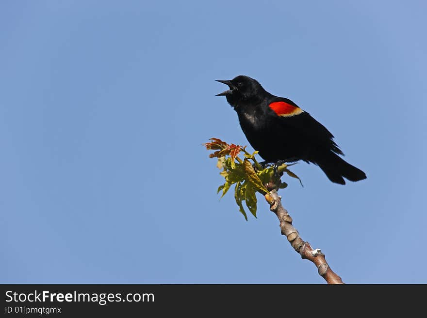 Red-winged Blackbird