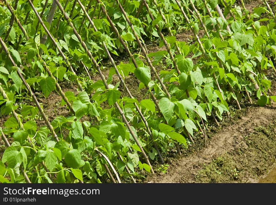 Green garden vegetables, this is the outcome of the labor of farmers