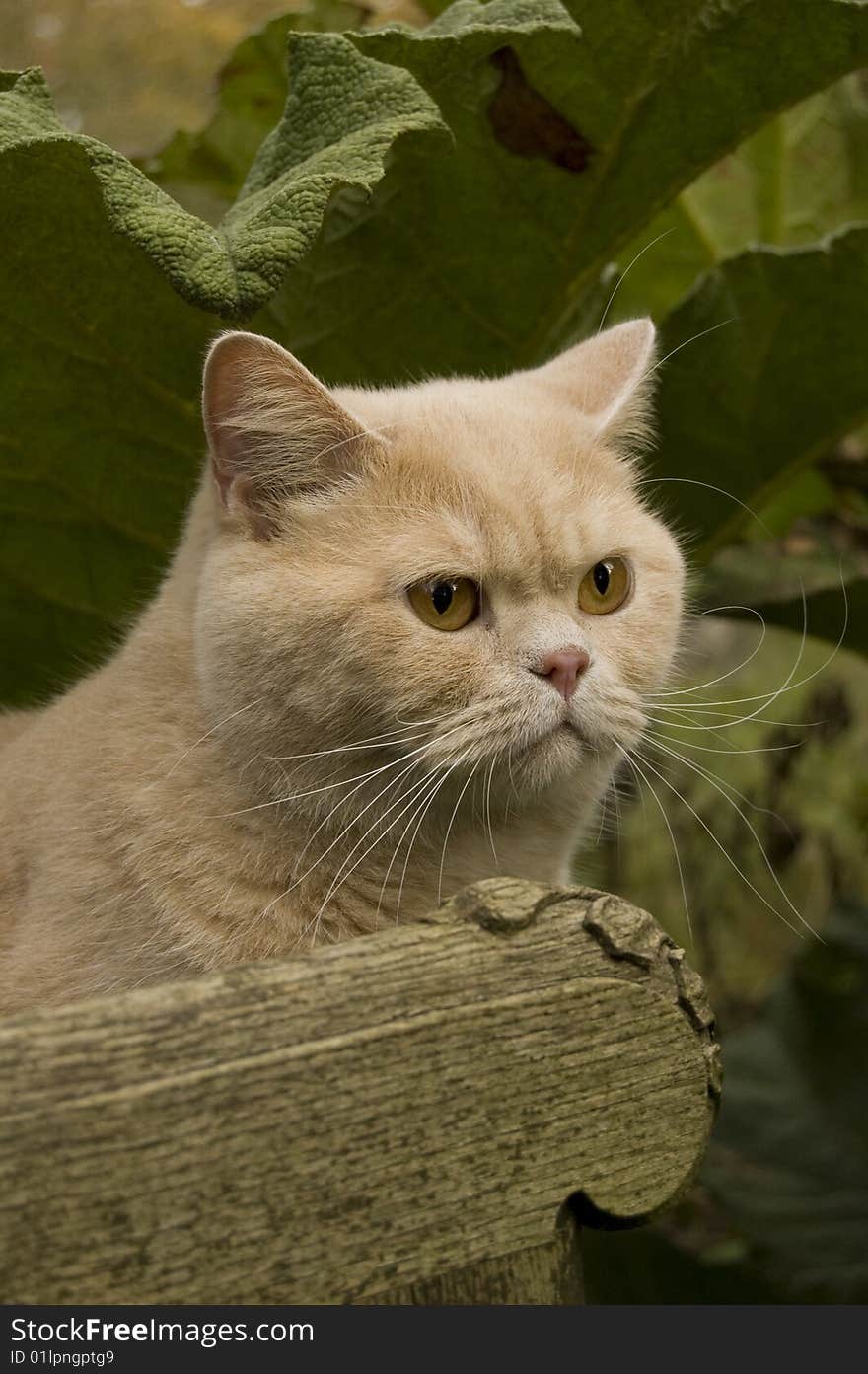 Cat in the garden