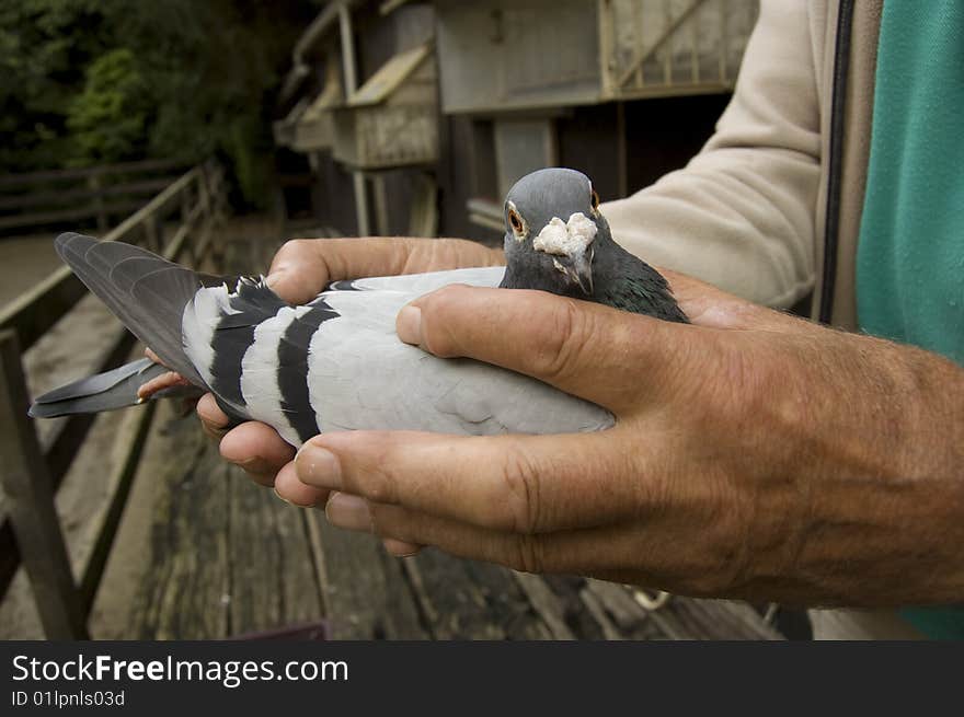 Pigeon In The Hands Of His Owner