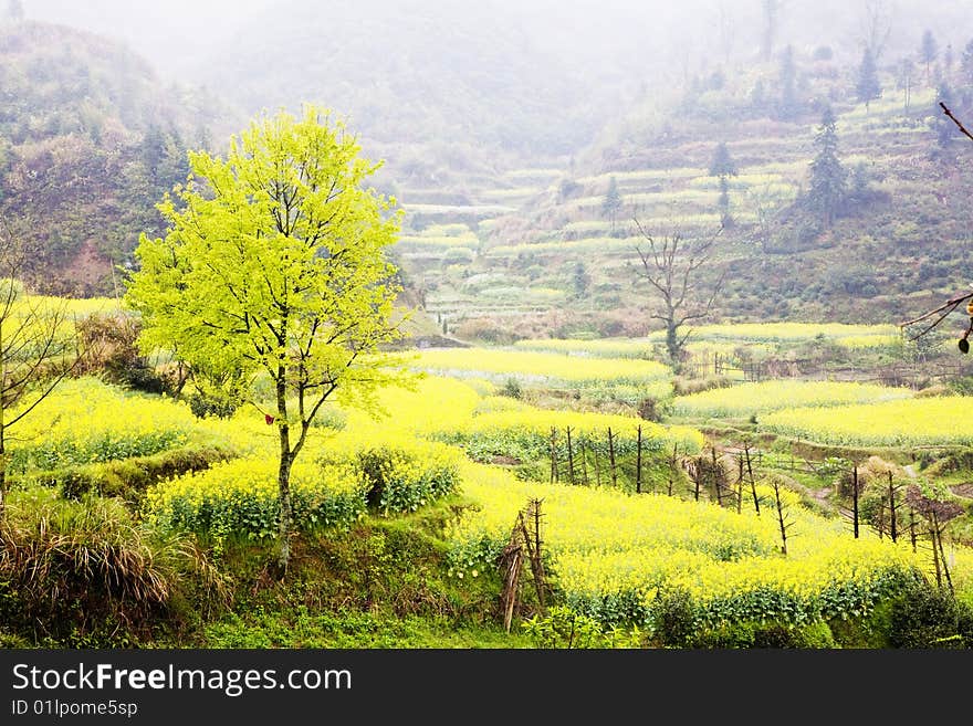 In the farmland