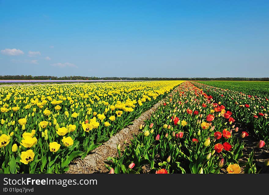 Colorful field of tulips in the Netherlands