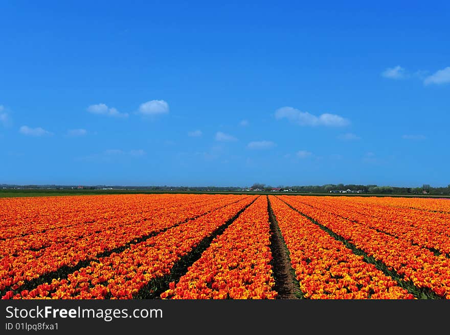 Colorful field of tulips in the Netherlands