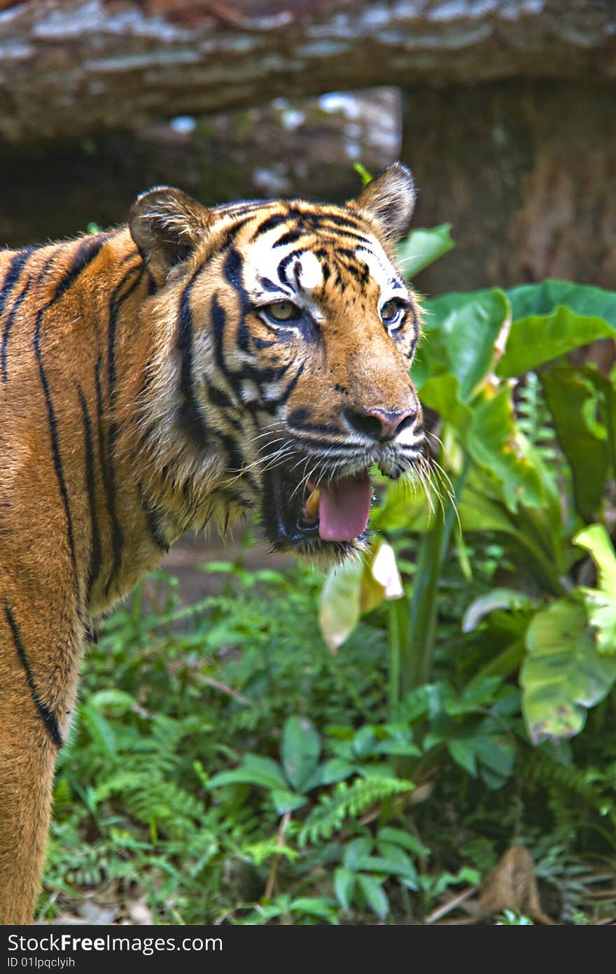 A picture of a wild Sumatran Tiger in captivity. A picture of a wild Sumatran Tiger in captivity.