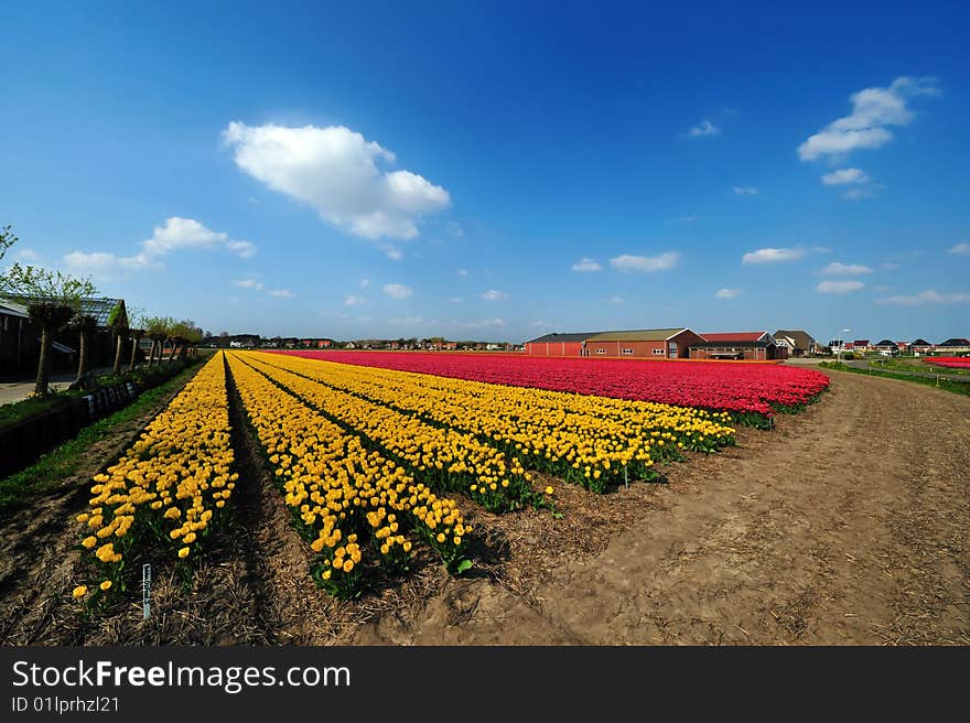 Field of tulips