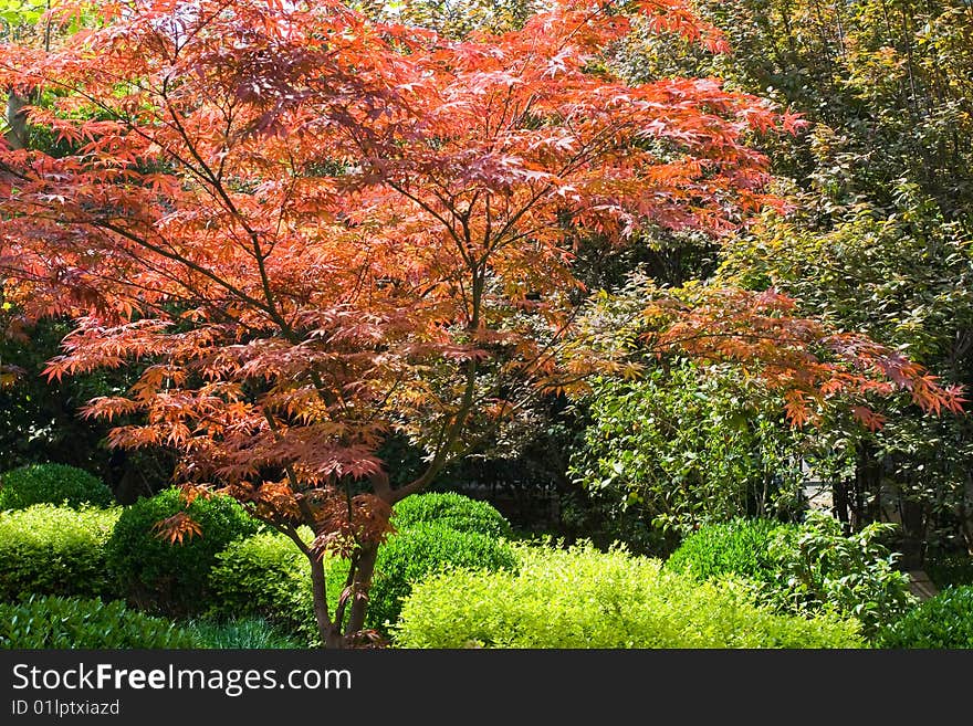 red maple in the garden