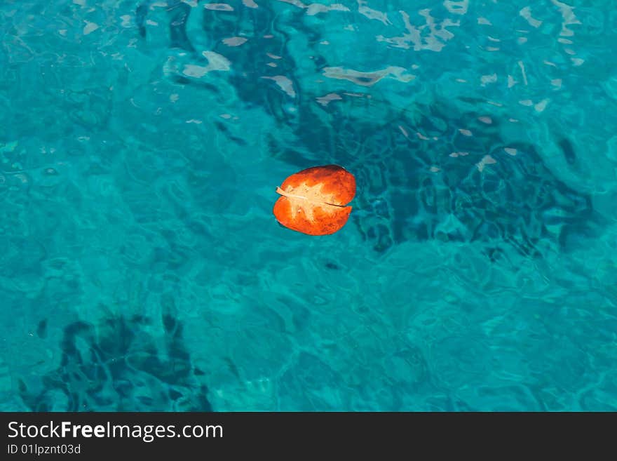 Red Autumn Leaf Floating On Sea Surface