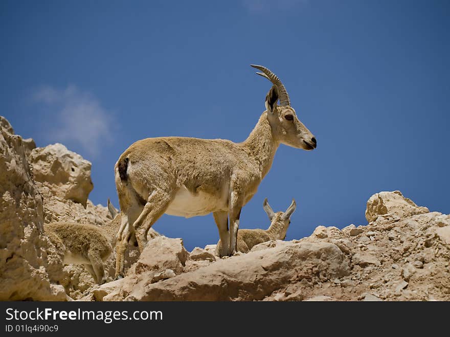 Mature female ibex and two offsprings. Mature female ibex and two offsprings