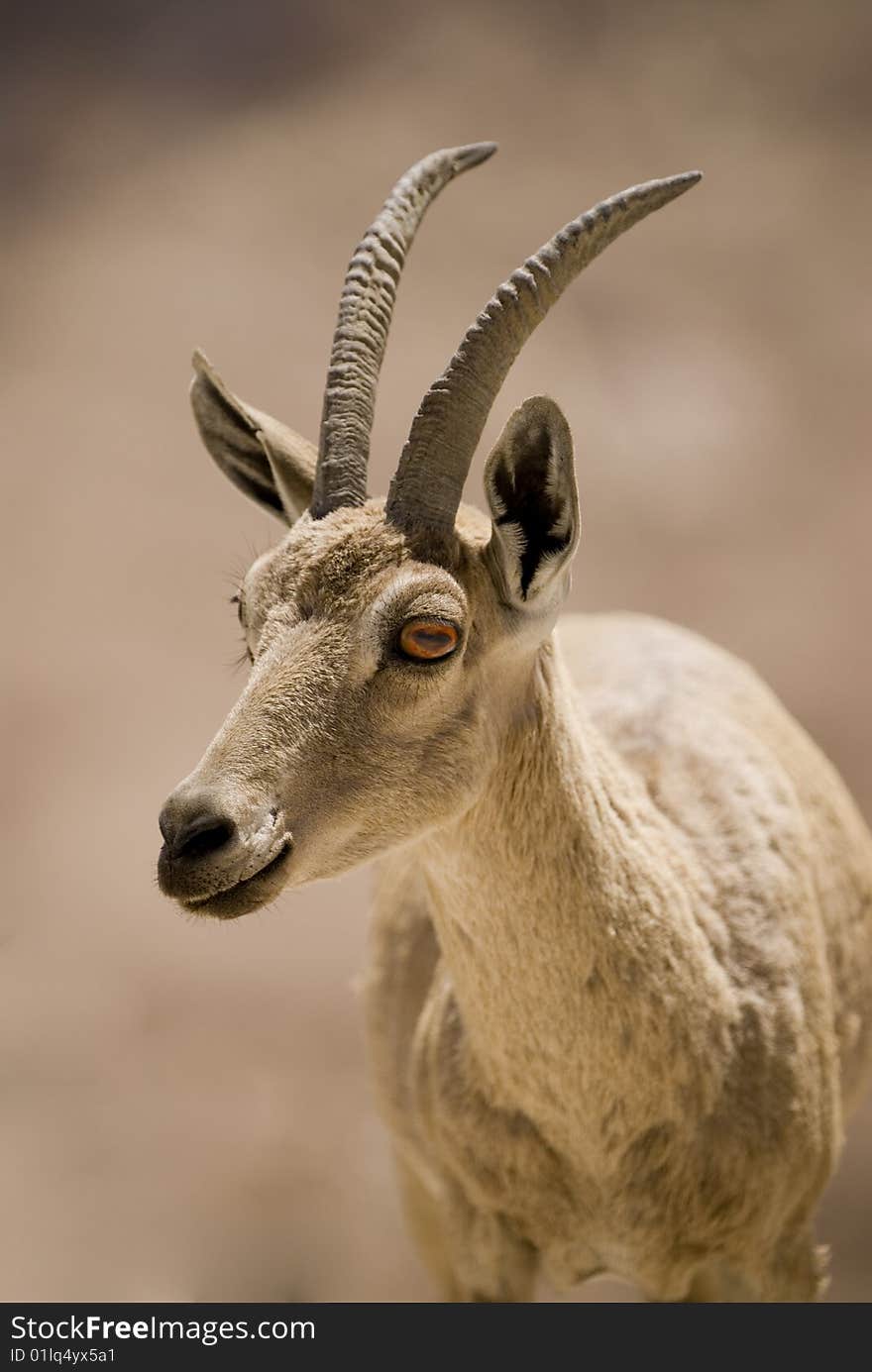 Mature female ibex medium portrait Negev desert, Israel. Mature female ibex medium portrait Negev desert, Israel