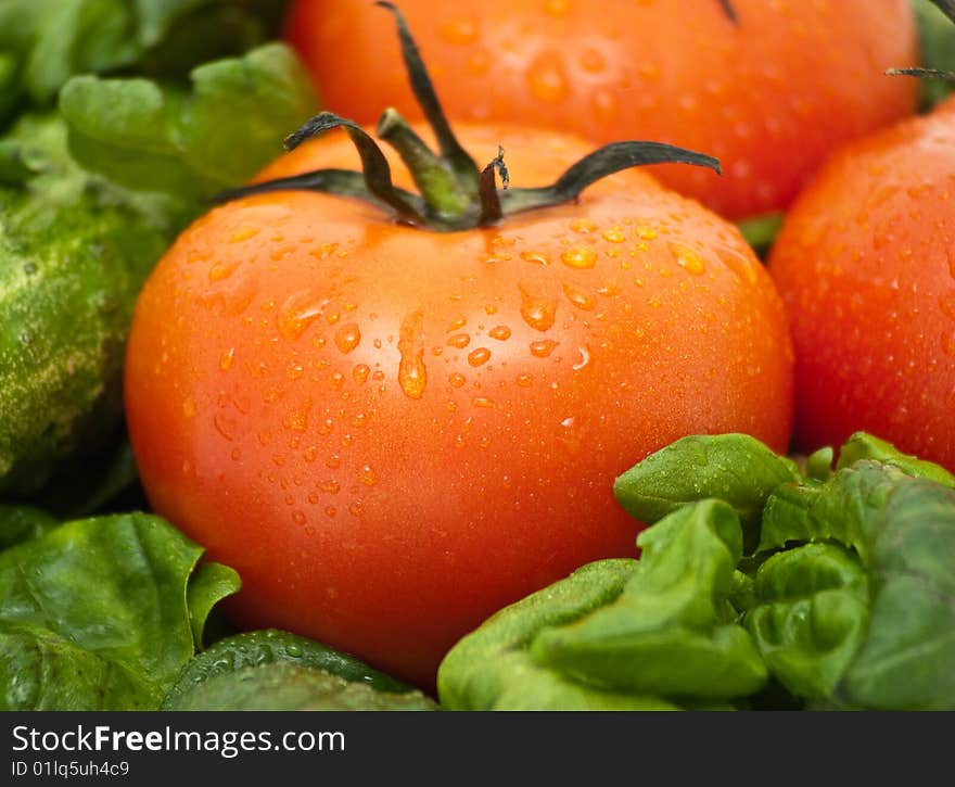 Vivid wet ripe tomatoes