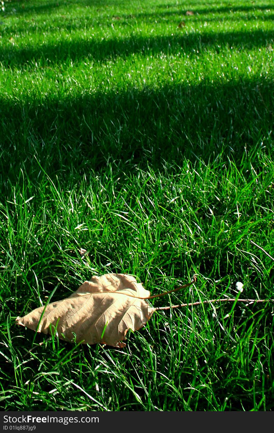 Golden leaves on a background of a grass. Golden leaves on a background of a grass