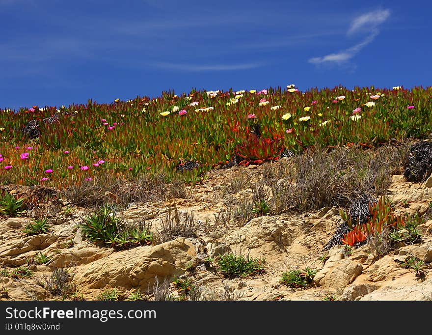 Spring flowers and sky freshness