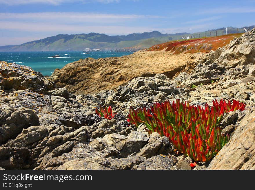 Spring flowers and sky freshness