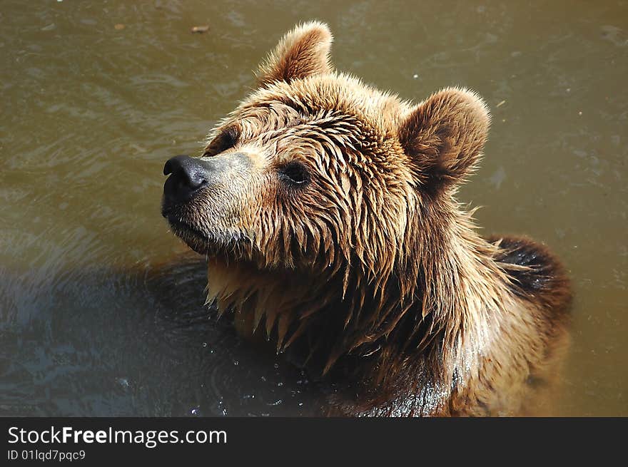 Portrait of a wet carpathian brown bear (Ursus arctos formicarius)