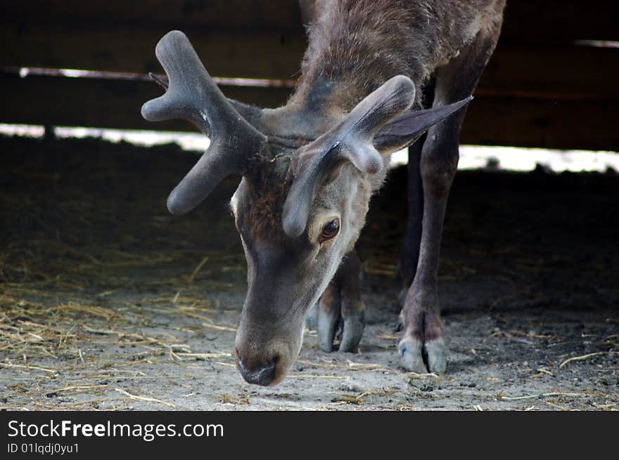 Stag portrait with small antlers at the zoo. Stag portrait with small antlers at the zoo