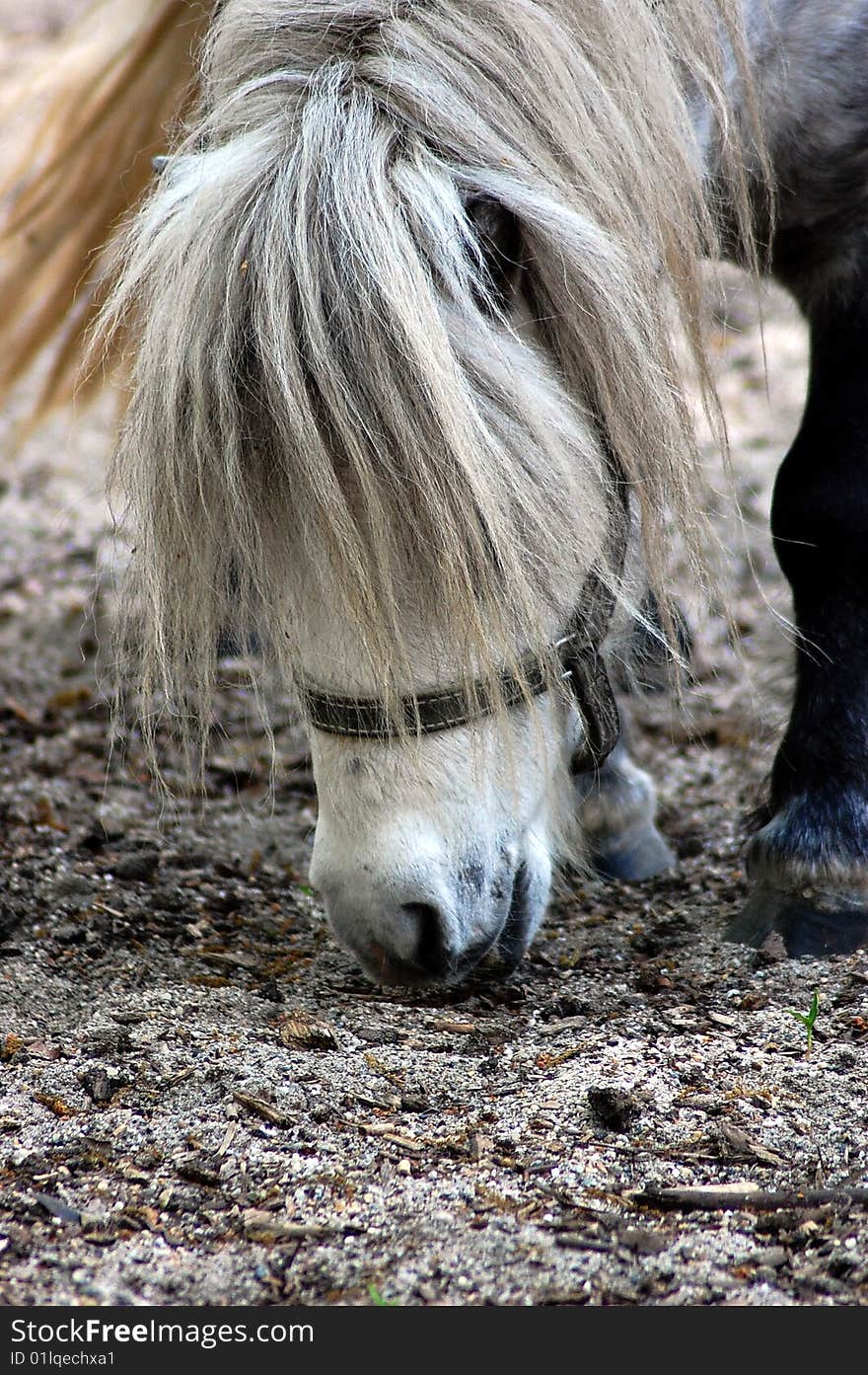 Portait of a white pony eating