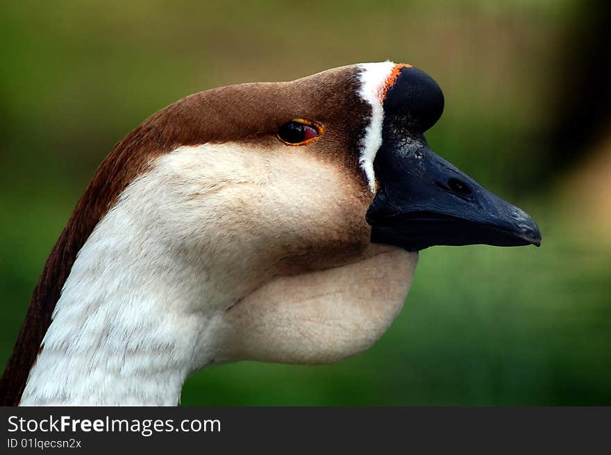 Japanese goose