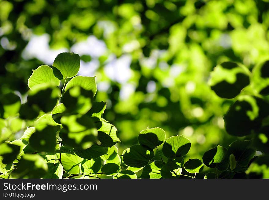 Sunlight in leaves